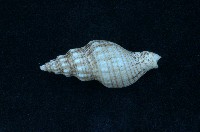 藏品(麗紋峨螺)的圖片